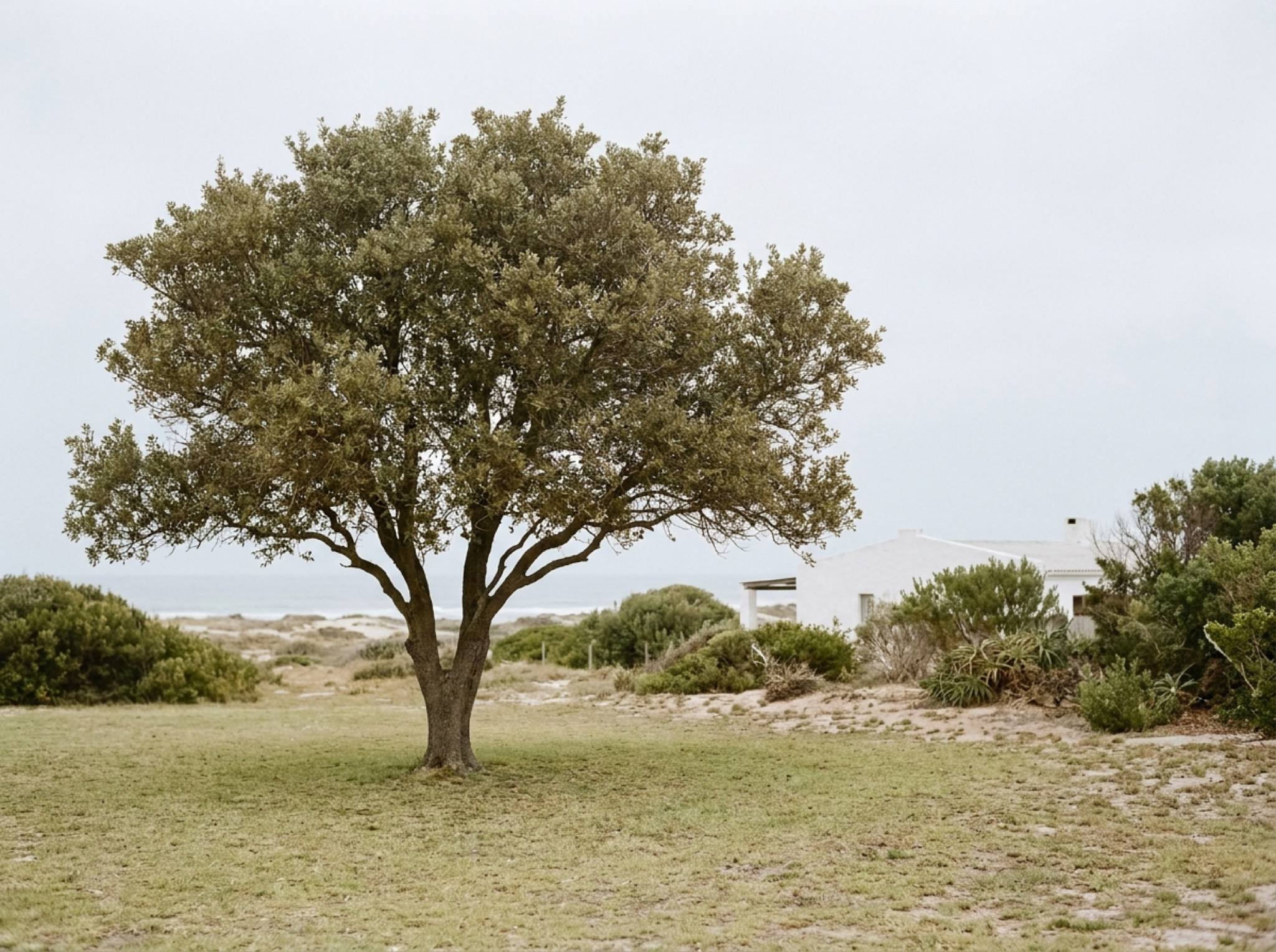 A single wide tree on a lawn near the sea