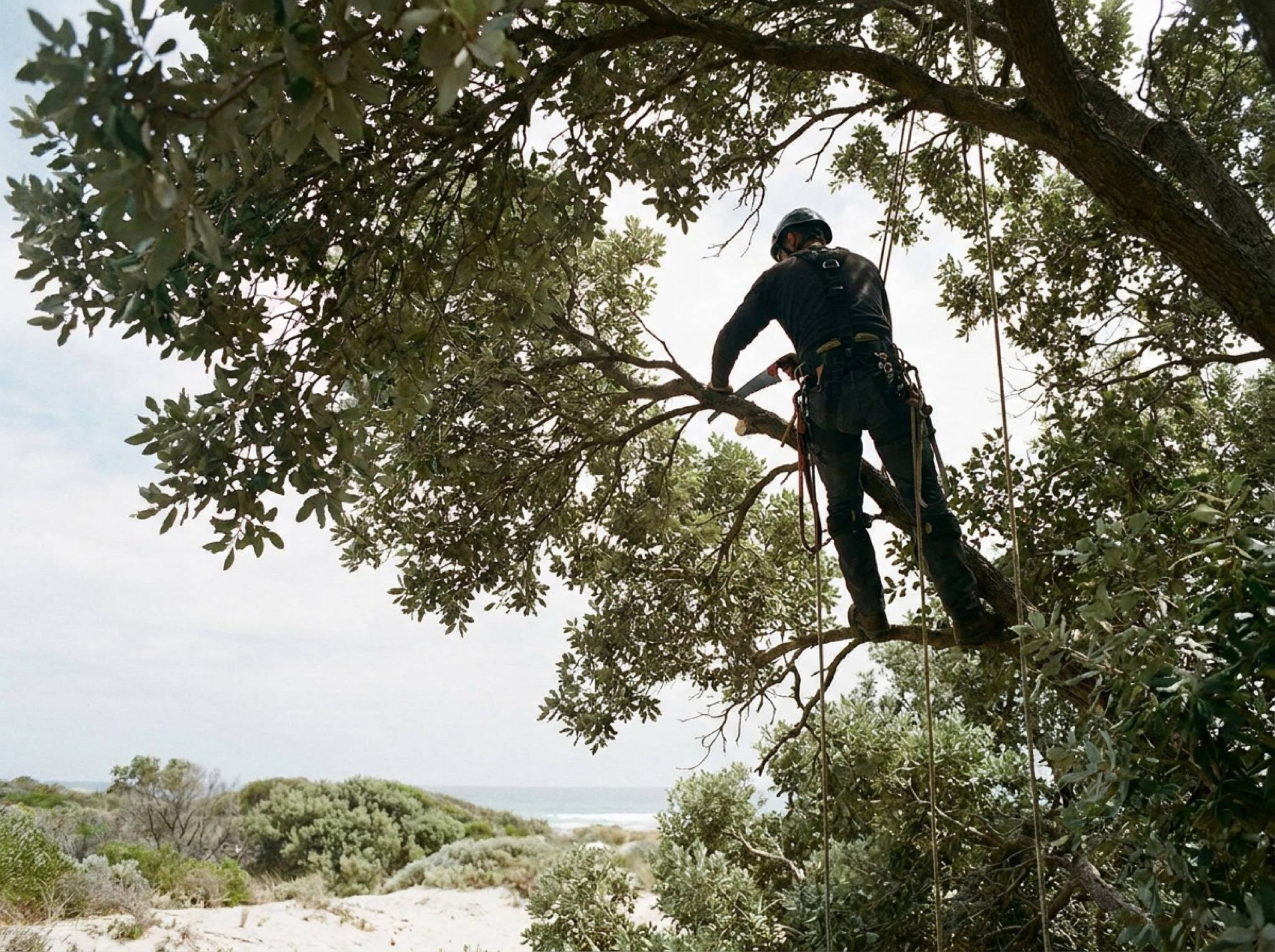 An arborist on ropes working high in a tree