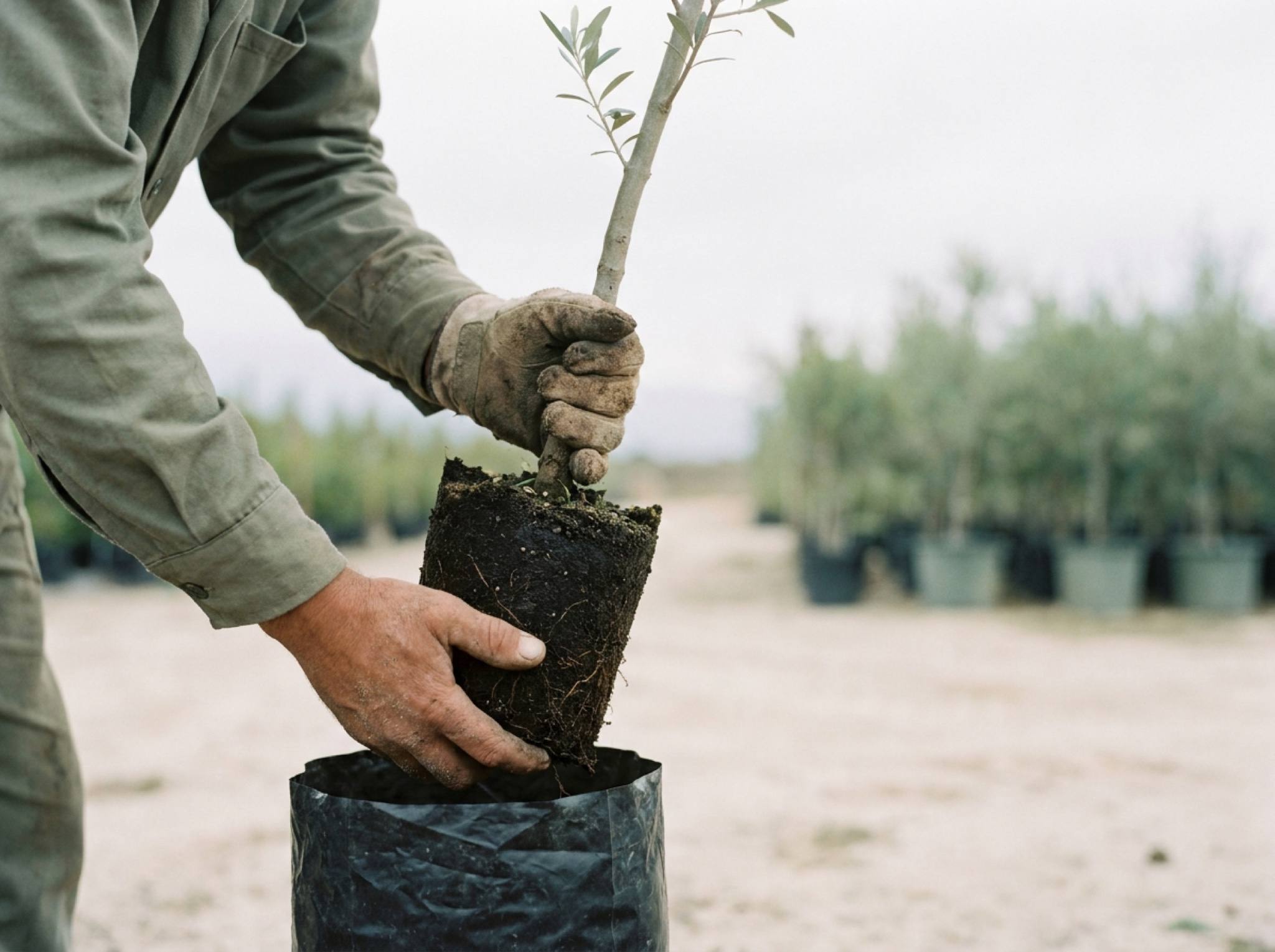 Hands lifting a young tree out of its nursery bag, soil held together by the roots
