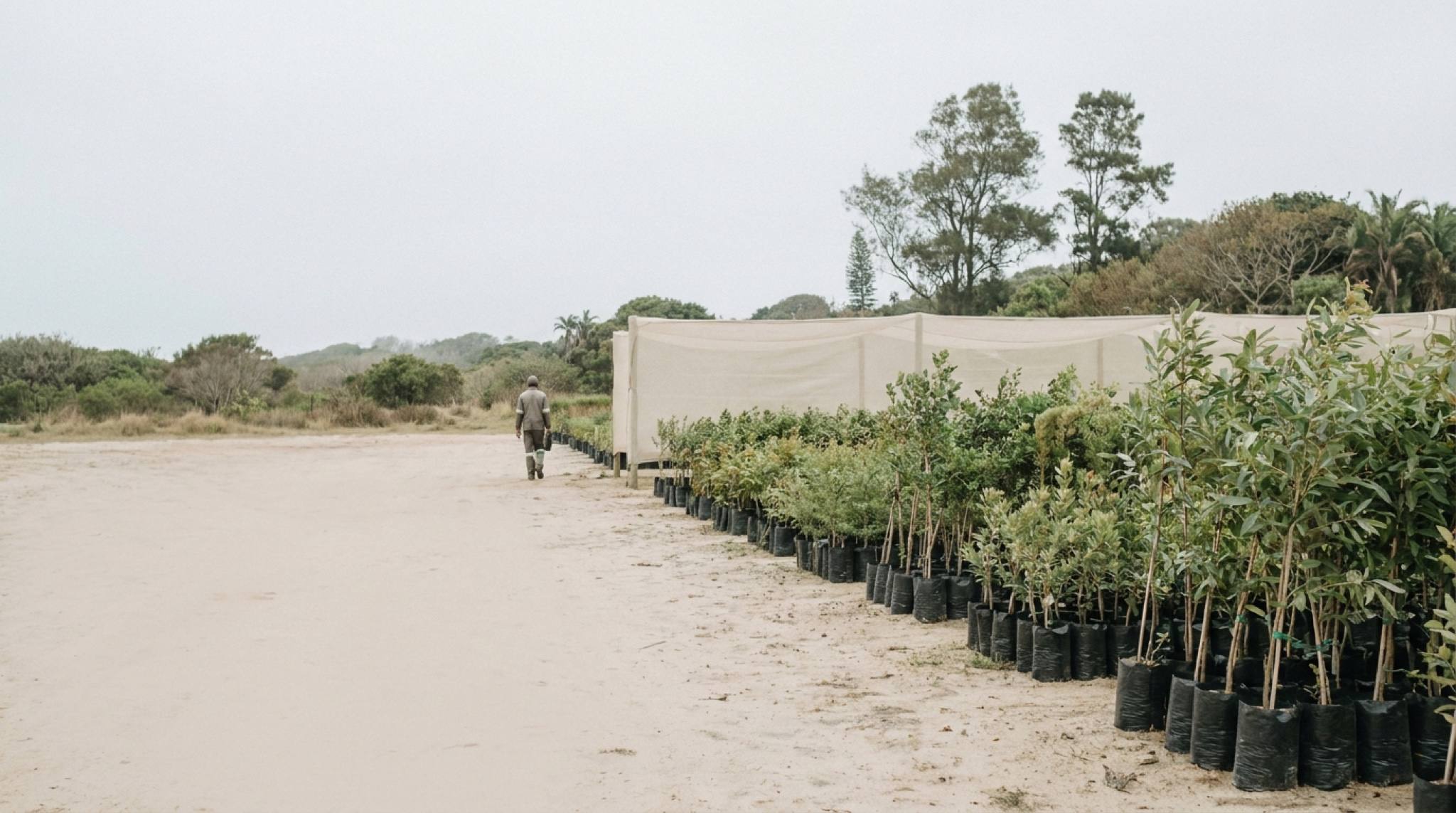 Rows of young trees in black bags on sandy ground under a wide grey sky