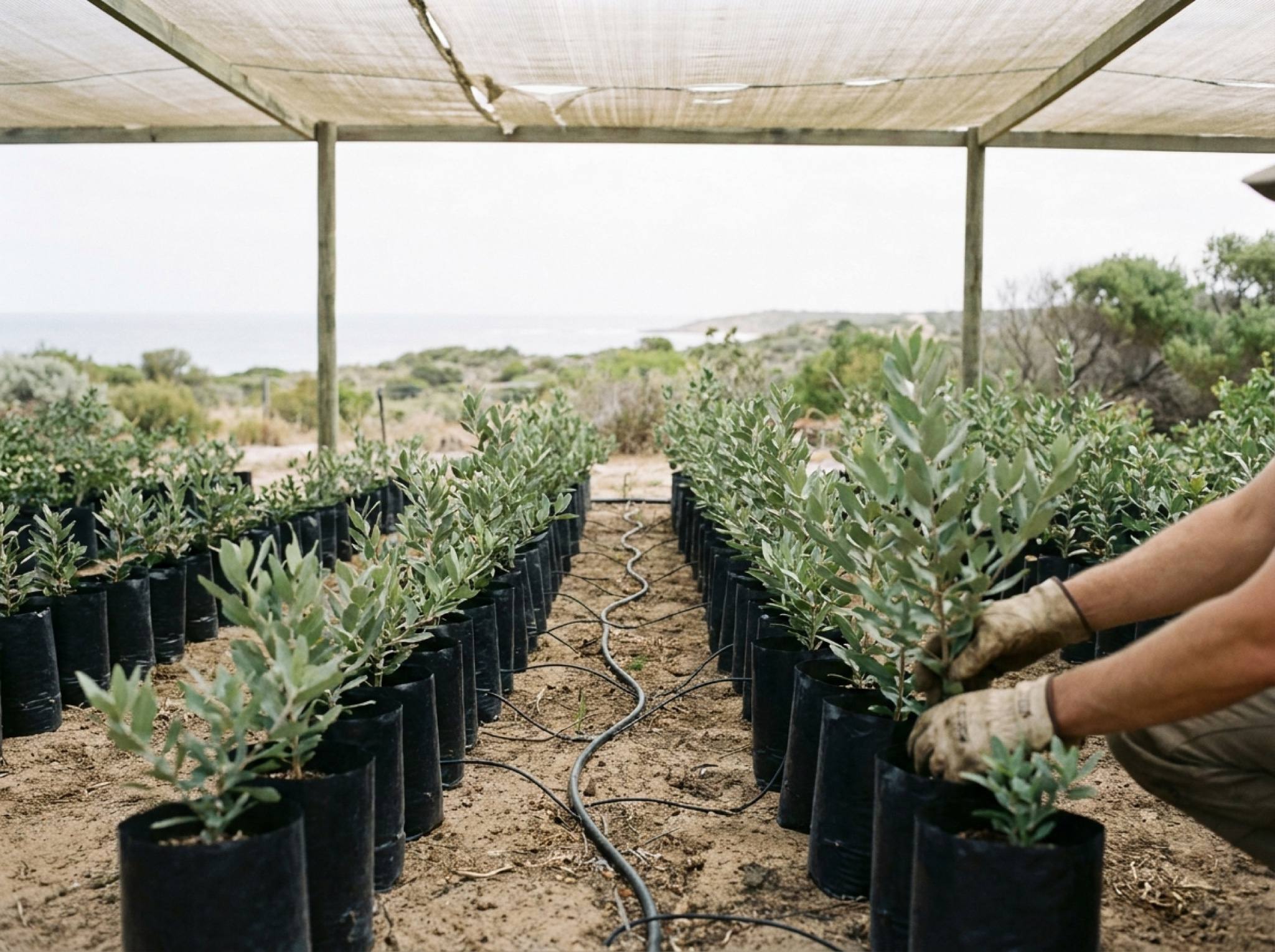 Hands in gloves setting young trees in bags along a row under shade cloth